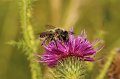 05 distelbehangersbij Megachile ligniseca f op kruldistel Stalberg De Hamert_resize